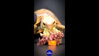 ASMR LETTUCE MUKBANG 🥬 Turtle Tortoise Eating 5 🐢 Animal ASMR