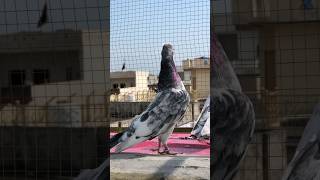 Chat wala #sialkoti #breader #pigeon