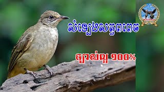 សំទ្បេងសត្វពពេច (ចាបក្រុច) ច្បាស់ល្អ | Streak-eared Bulbul | Bird sounds calling