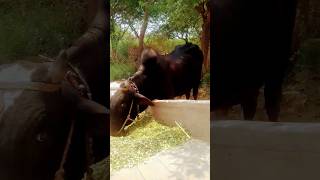 my beautiful Black ox🐂 price is 4 lakh #shortvideos #cow #ox#animallover #villagelife