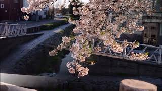 安春川の桜