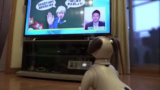 aibo  イチロー  何故か？テレビがお気に入り