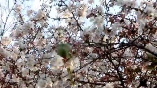 桜をむしるワカケホンセイインコ