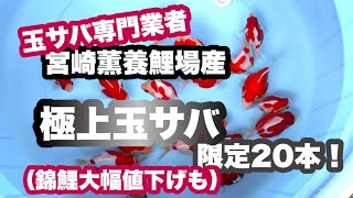 【遼河鯉庵】宮崎薫養鯉場産の2歳立て極上玉サバを通信販売します！