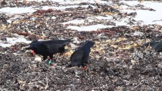 Baby Choughs feeding time