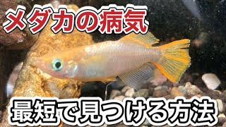 ［初心者メダカ飼育］メダカの病気のサインを最短で見分ける方法