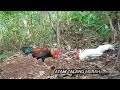 MOMENT LANGKA AYAM HUTAN MERAH BERJUMPA AYAM HUTAN PUTIH Di Kota Lubuklinggau #ayamhutan