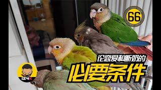 论恋爱和断奶的关系【#66】手养鹦鹉【新手系列】断奶的必要条件~看完再断不了奶的话~~ | 鹦鹉饲养 |  鹦鹉训练 |