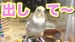 『ここから出して〜』と猛烈アピールするオカメインコの雛vol.185#オカメインコ#cockatiel