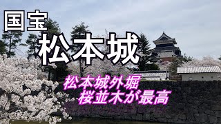 国宝松本城 絶景の桜2024年 4月15日