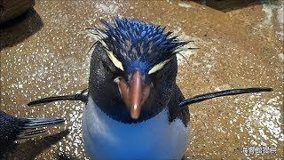 魚や動物たちの愛らしい姿、インスタで発信　水族館「海響館」