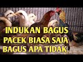 Indukan bagus pacek biasa saja bagai mana hasil nya