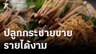 ส่องทั่วไทยไปกับใบตอง : ปลูกกระชายขายสร้างรายได้ช่วงโควิด | 12-07-64 | ตะลอนข่าว