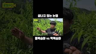 끝나지 않는 논쟁 물복숭아 vs 딱복숭아, 물복이냐 딱복이냐 그것이 문제로다