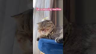 I’m a snoozing machine. Cat Snoozing. when you snooze you win.