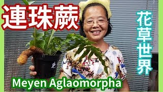 連珠蕨  Meyen Aglaomorpha /阿美美