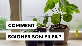 Comment soigner son pilea ?