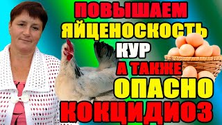 1.Как повысить яйценоскость кур после линьки.2. КОКЦИДИОЗ - опасное заболевание кур.