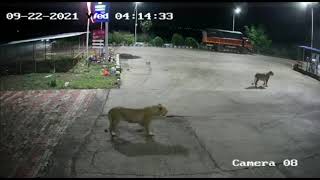 Lion Attack On Dogs Petrol Pump | Capture The Wild | Sasan Gir | Asiatic Lion | Dog Attack Lion