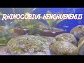 Rhinogobius henchuenensis -