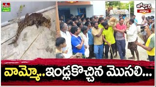 వామ్మో..ఇండ్లకొచ్చిన మొసలి... | A crocodile appeared in front of the house | Jordar Varthalu | hmtv