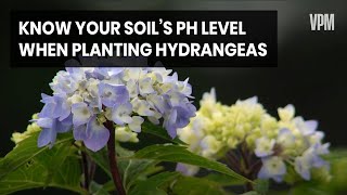 How Soil PH Can Affect the Color of Some Hydrangeas