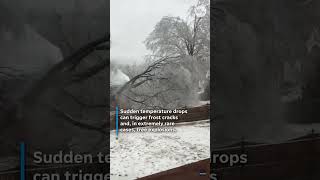 Can trees really explode from cold? See the answer.