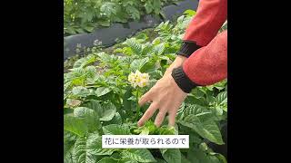 じゃがいもの花が咲きました。摘み取る？摘み取らない？