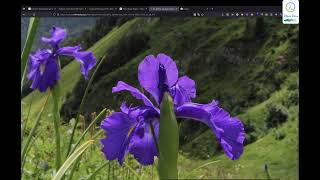 K Nearest Neighbors (KNN) Iris classification using Clojure