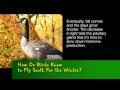 Bayer MSMS | How Do Birds Know to Fly South For the Winter?