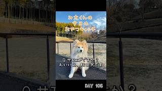 み太くんの今日のおやつキャッチ106日目#秋田犬 #shorts