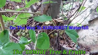 CLUSTER FIG Tree \u0026 Fruits/Ficus recemosa//The DIMIRI Tree \u0026 Fruits//Near KURUDKUT// DEOGARH