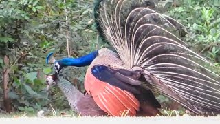 Peacock Mating in the Park | Peacock Dancing in the Garden