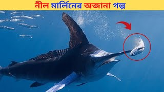 নীল মার্লিন মাছ | story of blue marlin |