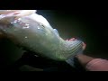 striped bass fishing the tsunami sand eel the best striper lure