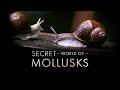 Secret World of Mollusks