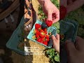 Strawberry Picking 🍓 in📍Lancaster, PA #travel #lancasterpa