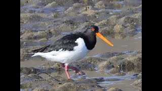 ミヤコドリ　Eurasian Oystercatcher　野鳥　wildbirds　三重県　安濃川河口