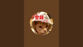 【リアル犬猫保護活動】にゃいるどはーと がライブ配信中！