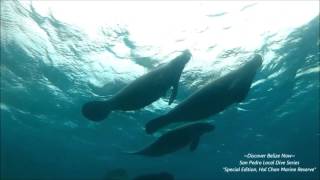 Manatee Stampede Belize It