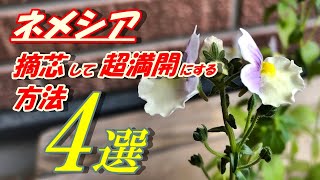 【花】ネメシアの育て方・摘芯