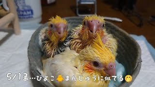 オカメインコ　人工孵化　生後０日から人工飼育　生後29日目　30日目