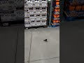 Bird in Costco