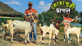 বিগ সাইজের তোতাপুরী ছাগলের কালেকশন হান্নান ভাই এর খামারে। farm in bangladesh