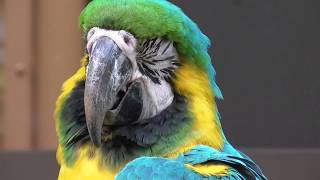 多摩動物公園　色んなインコ