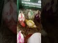 Anak ayam putih-pitih disulap....