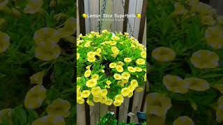 Lemon Slice Superbells #provenwinners #shorts #short #youtubeshorts #flowers #lemon