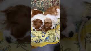 Sleeping dogs Cavalier King Charles Spaniel キャバリア ハムちゃん カルーア