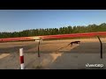 arabian saluki race @ 1.7km distance