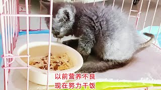 给救助的残疾小蓝猫量了体重，它比正常猫轻了近一半，赶紧补起来